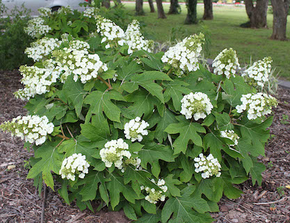 phjoto: Oklahoma State University Extension Hydrangea quercifolia