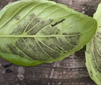 basil downy mmildew