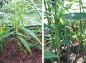 photo: Sanjun Gu, Virginia State University ginger plants