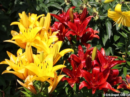 photo: Eric Draper, Ohio State University Asiatic Lilies
