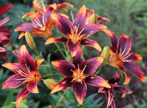 Asiatic Oriental Lilies  Fairfax Gardening
