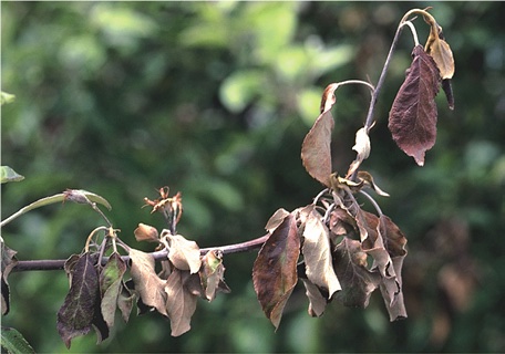 fire blight