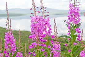 photo: Christopher Fastie, Middlebury College Fireweed