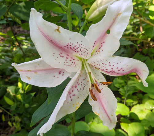Asiatic Oriental Lilies  Fairfax Gardening