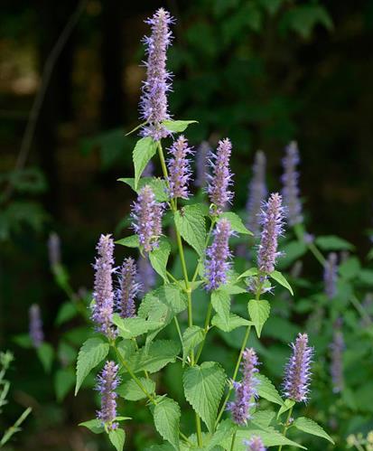 Agastache rugosa