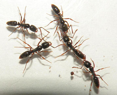 photo: Jessica Louque, Smithers Viscient, Bugwood.org. asian needle ants