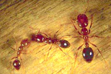 photo: Virginia Tech News fire ants