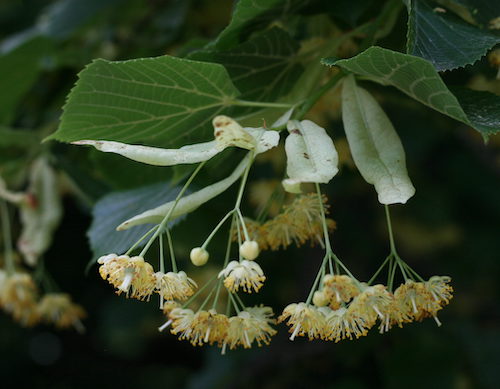 Linden tree bloom