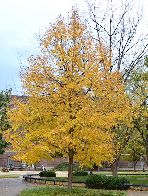 Autumn Linden