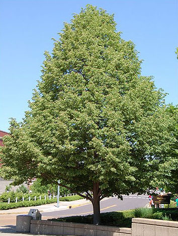 Linden tree form