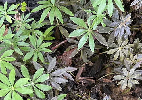 sweet woodruff blight