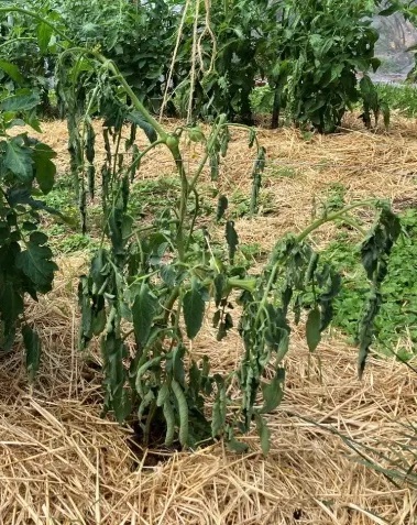 wilted tomatoes