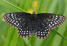 Baltimore Checkerspot