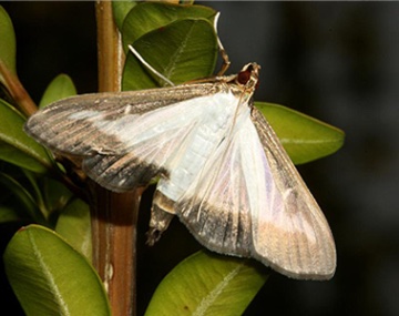photo: Cornell University box tree moth