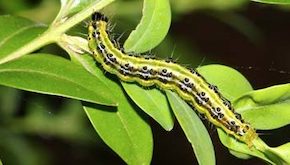 moth caterpillar