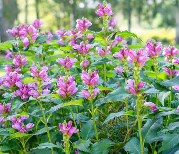 Chelone obliqua