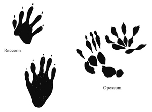 raccoon hand tracks
