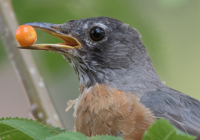 robin with fruit
