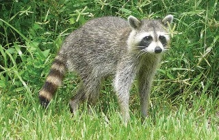 Raccoon
