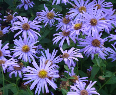photo: Craven College Aster-novi-belgii 'Blue Lagoon'