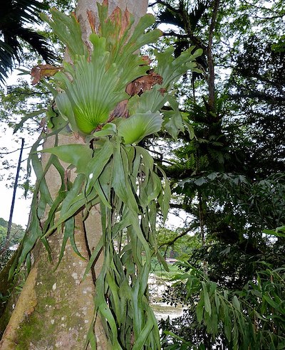 Platycerium coronarium