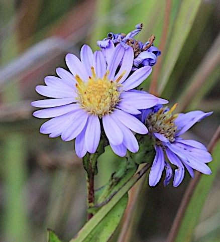 Jason Gibbs, MSU Entomology Symphyotrichum laeve