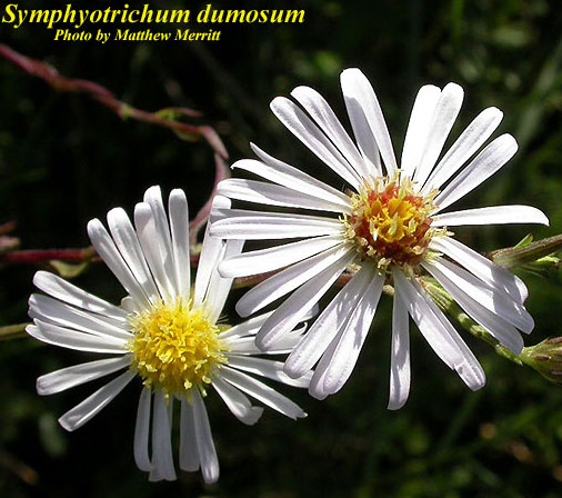photo: Matthew Merritt, Atlas of Florida Plants Symphyotrichum dumosum
