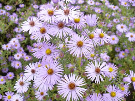Asters
