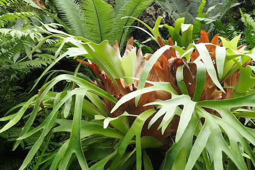 staghorn fron