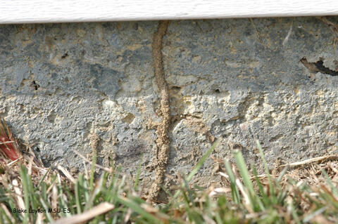 termite mud tube