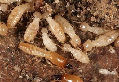 termite workers & soldiers