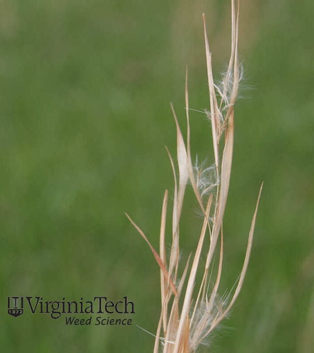 Broomsedge Seed