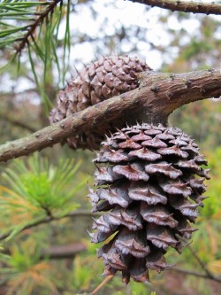 Two Pine Cones on a branch