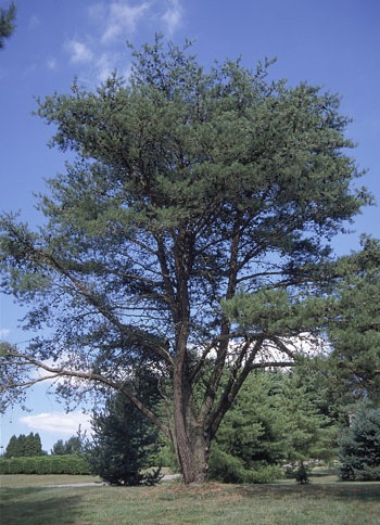 Mature Virginia Pine