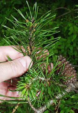 Virginia Pine Needles