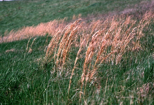 Broomsedge