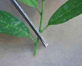 Cuttings Propagation  Fairfax Gardening