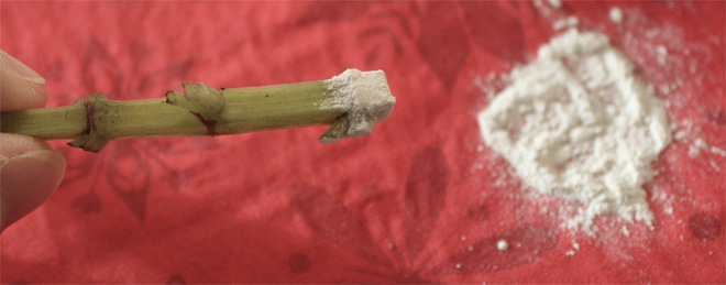 photo: University of Georgia Rooting hormone powder on cutting
