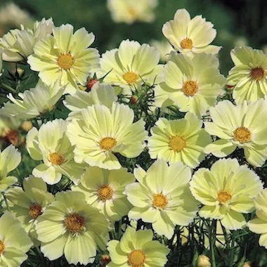 Xanthos cosmos