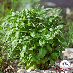 Basil Piedmont