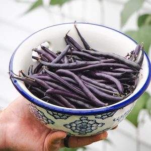 Bean-Pole-Majesty