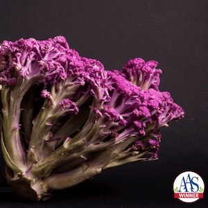 Cauliflower Muraskaki