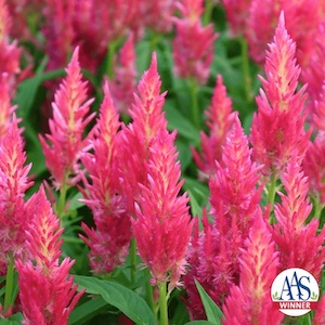 Celosia Flamma Pink