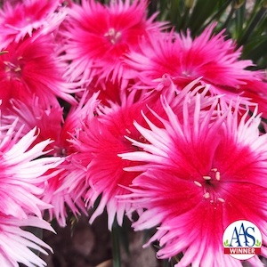 Dianthus Supra Cherry