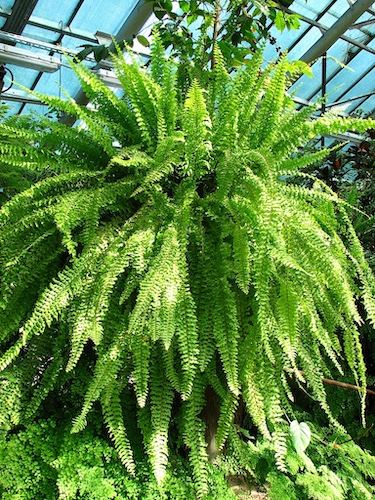 Boston Fern form