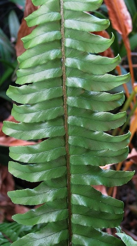 Boston Fern fronds