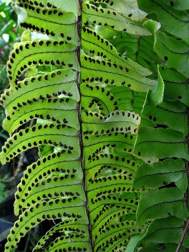 Boston Fern spores