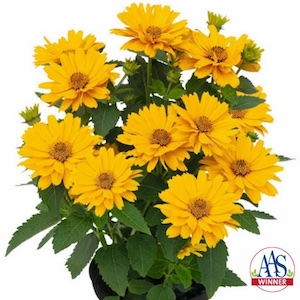 Heliopsis