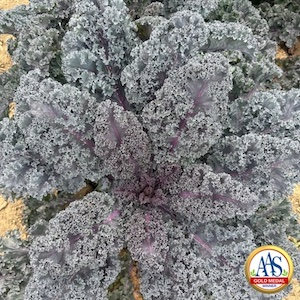 Kale Rubybor
