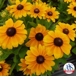 Rudbeckia Claire Orange
